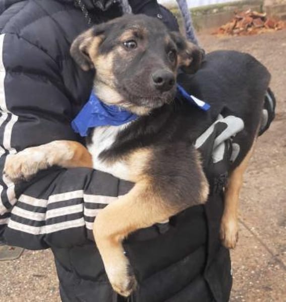 Bolt  Allein gelassen im Welpenalter