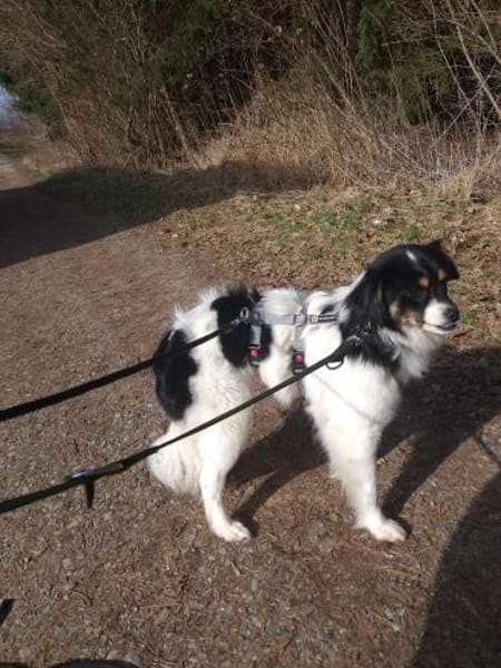 Marlenka  Süße Hündin sucht neuen Wirku