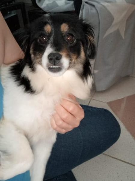 Marlenka  Süße Hündin sucht neuen Wirku