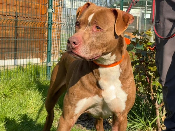 BAKHOE en SOS URGENT