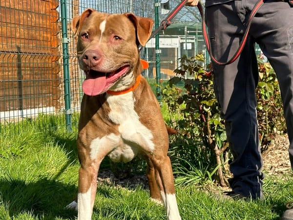 BAKHOE en SOS URGENT