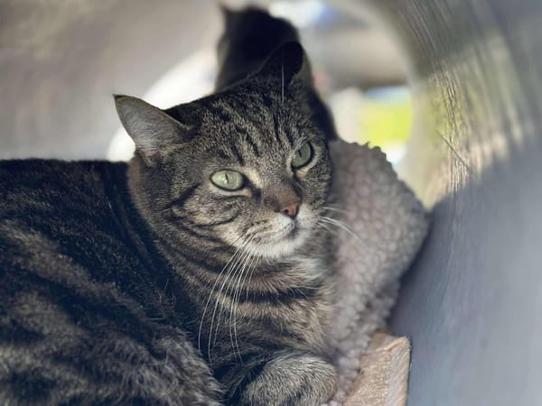 PEPSIE en SOS URGENT