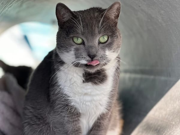 PEPITA  en SOS URGENT