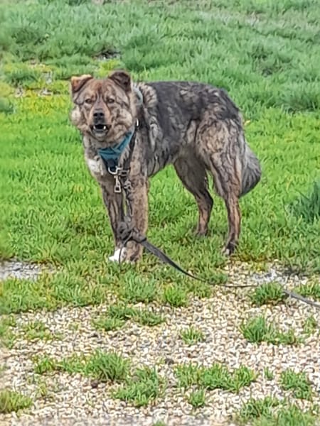 Salamèche chien roumain croisé akita