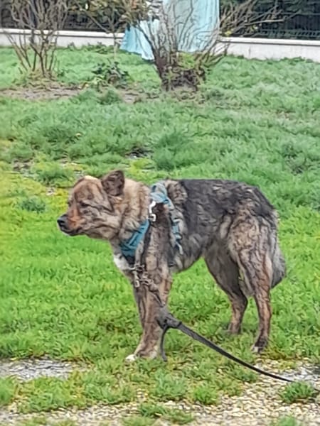 Salamèche chien roumain croisé akita