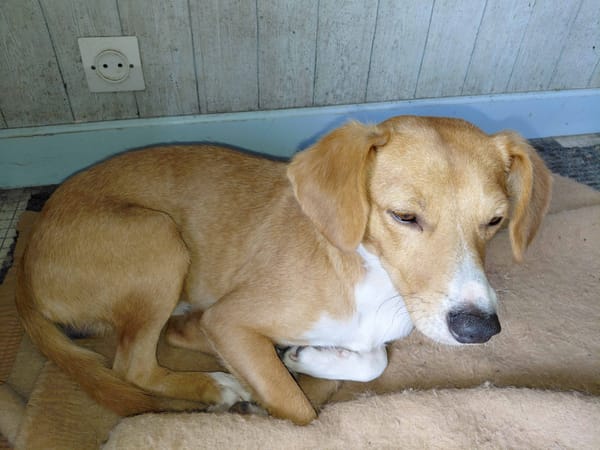 PATCHY CHIOT REUNION croisé pincher