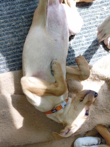 FIFI croisé pincher réunion