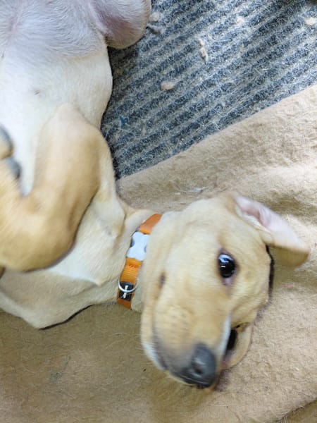 FIFI croisé pincher réunion