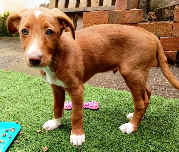 BAMBU, adorable chiot podenco