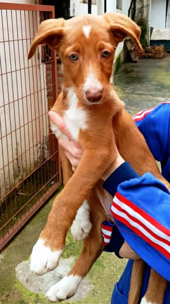 BAMBU, adorable chiot podenco