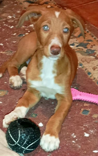 BAMBU, adorable chiot podenco