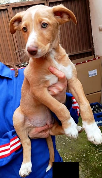 BAMBU, adorable chiot podenco