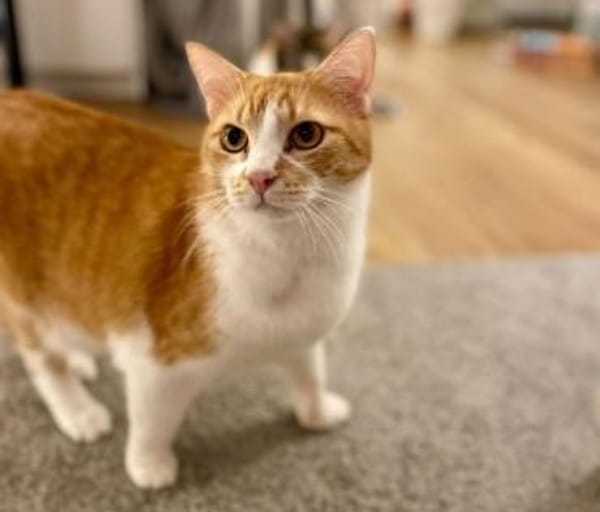 PIXI, der hübsche Katzenmann