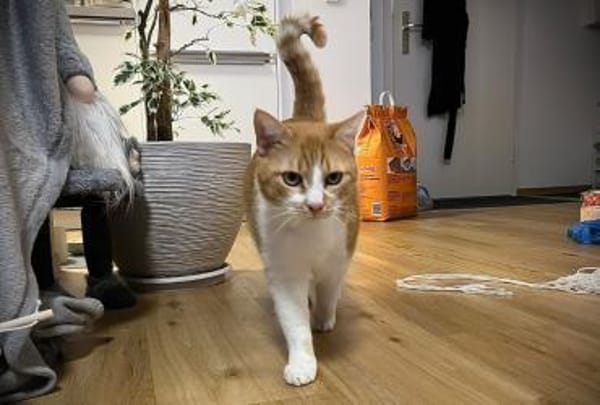 PIXI, der hübsche Katzenmann