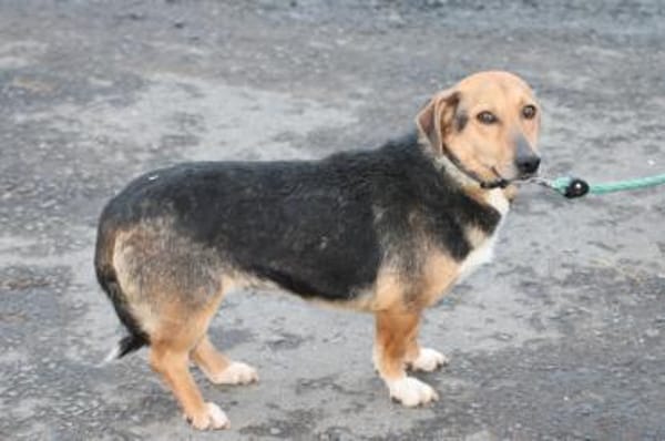 Patti - verschmust u. kinderlieb