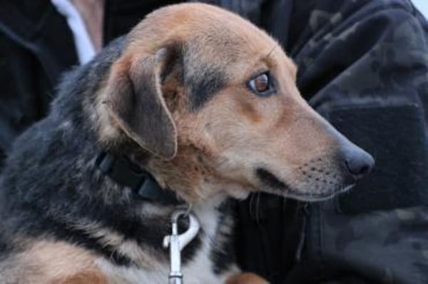 Patti - verschmust u. kinderlieb