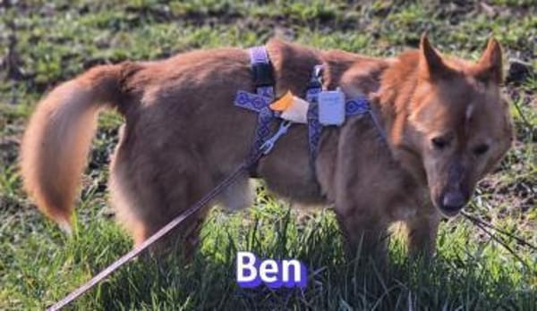 Vermittlungshilfe Ben; Unternesselbach