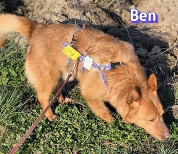 Vermittlungshilfe Ben; Unternesselbach