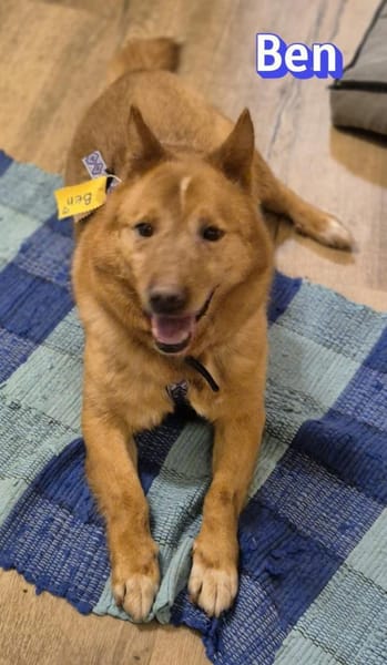 Vermittlungshilfe Ben; Unternesselbach