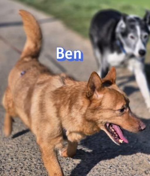 Vermittlungshilfe Ben; Unternesselbach