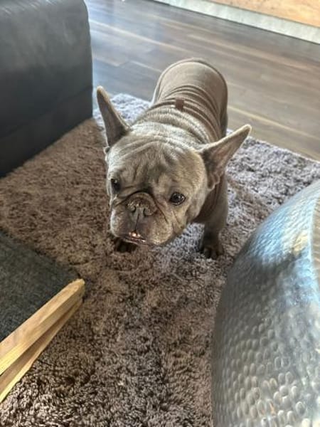 Stella-Szofi PP Frenchie sunshine dog