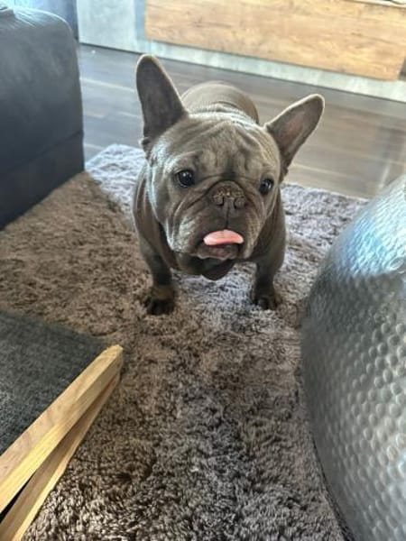 Stella-Szofi PP Frenchie sunshine dog