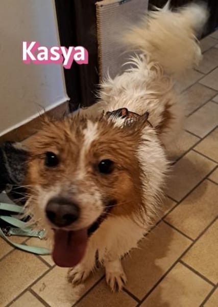 Vermittlungshilfe Kasya; 91463 Altheim