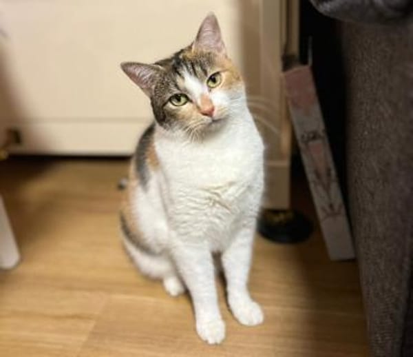 BELLA, die sanftmütige Katzendame