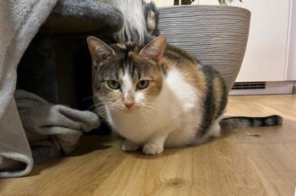 BELLA, die sanftmütige Katzendame