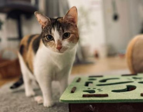 BELLA, die sanftmütige Katzendame