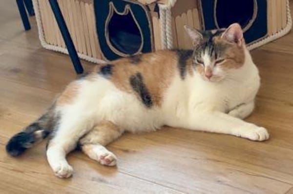 BELLA, die sanftmütige Katzendame