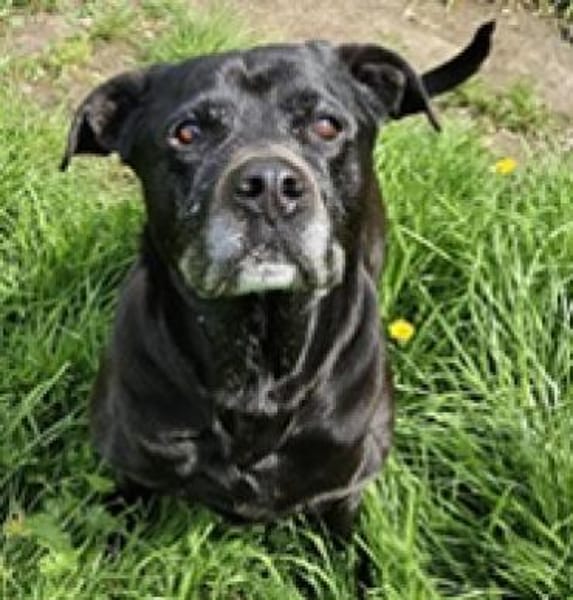 Odin, besonderer Hund!