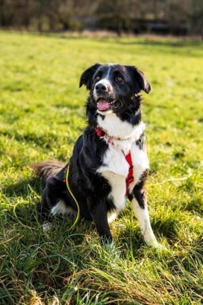 ZARA sucht ihre Herzmenschen ❤