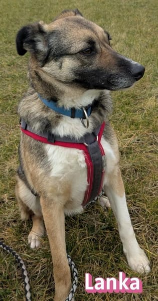 Vermittlungshilfe Lanka; Dossenheim