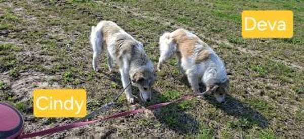 Cindy sucht ihre Familie