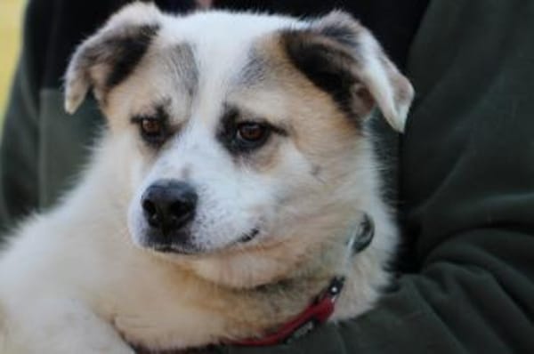 Pinti - goldiger, kleiner Jungrüde