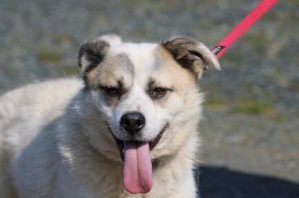 Pinti - goldiger, kleiner Jungrüde