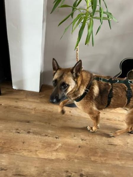 Athena - traumhafte Mali Hündin