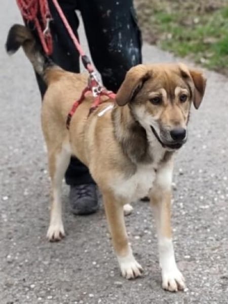 EMMA sucht ein tolles Zuhause