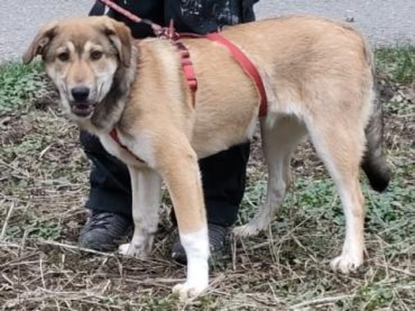 EMMA sucht ein tolles Zuhause