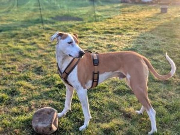 KIWI - sucht von 39646 Oebisfelde aus!