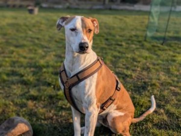 KIWI - sucht von 39646 Oebisfelde aus!