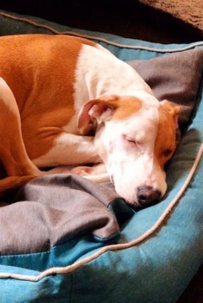 KIWI - sucht von 39646 Oebisfelde aus!