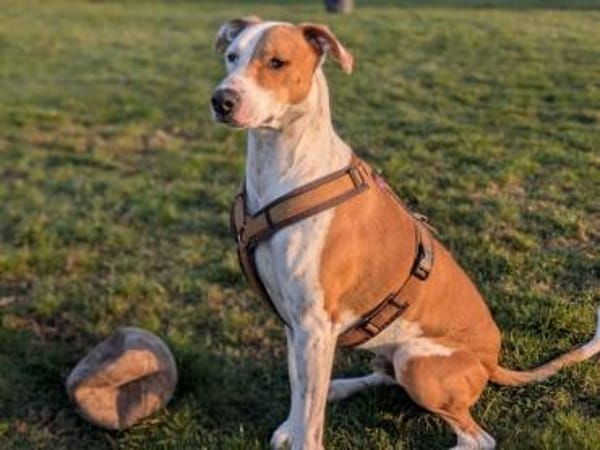 KIWI - sucht von 39646 Oebisfelde aus!