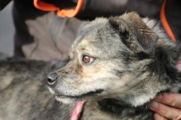 Babbit - verspielt u. aufgeweckt