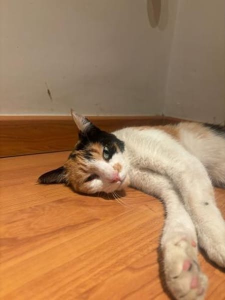 Liebes Katzenmädel Roma (ALO) Stuttgart