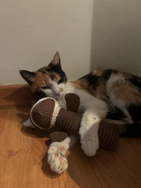 Liebes Katzenmädel Roma (ALO) Stuttgart