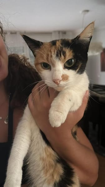 Liebes Katzenmädel Roma (ALO) Stuttgart