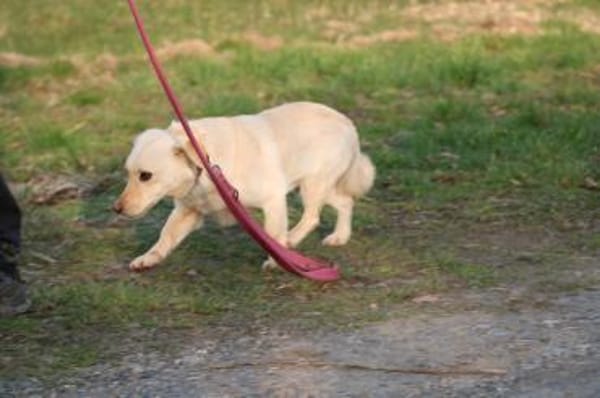Camaro - kinderlieber Familienhund