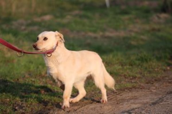 Camaro - kinderlieber Familienhund